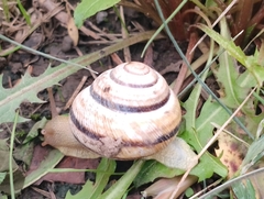 Caucasotachea vindobonensis