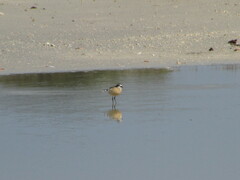 Charadrius pecuarius