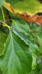 Ischnura
