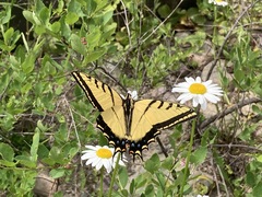 Papilio multicaudata