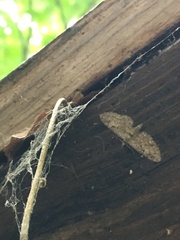 Eupithecia pusillata