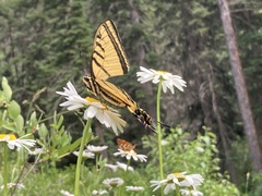 Papilio multicaudata