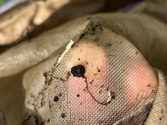 Helicopsyche borealis