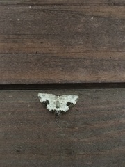 Xanthorhoe fluctuata