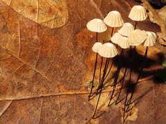Marasmius capillaris