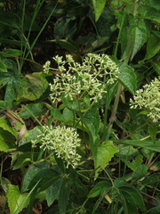Mikania micrantha