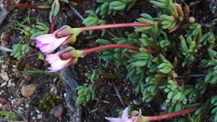 Lampranthus