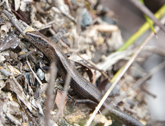 Lampropholis delicata