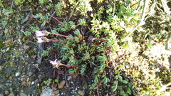 Lampranthus