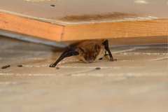 Myotis