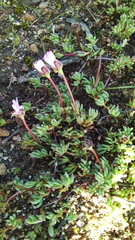 Lampranthus