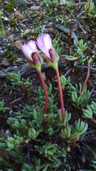 Lampranthus