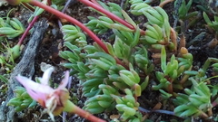 Lampranthus