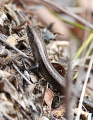 Lampropholis delicata