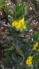 Xiphotheca lanceolata