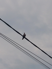 Streptopelia decaocto