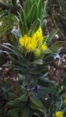 Xiphotheca lanceolata