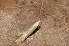Coleophora