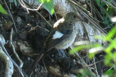 Phoenicurus auroreus