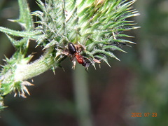 Camponotus