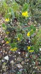 Xiphotheca lanceolata