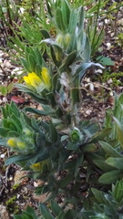 Xiphotheca lanceolata