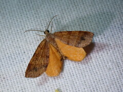 Mellilla xanthometata