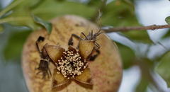 Leptoglossus zonatus