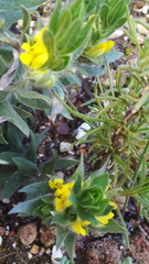 Xiphotheca lanceolata