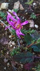 Lampranthus