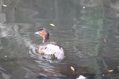 Tachybaptus ruficollis capensis