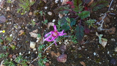 Lampranthus