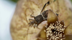 Leptoglossus zonatus
