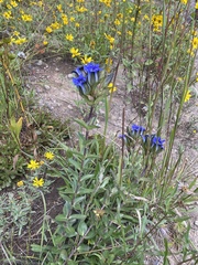 Gentiana parryi