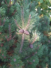 Pinus mugo