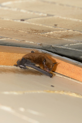 Myotis