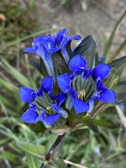 Gentiana parryi