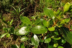 Hedycarya angustifolia