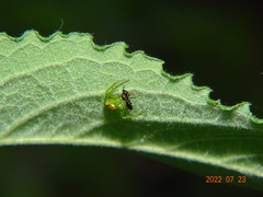 Diaea dorsata