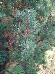 Pinus mugo