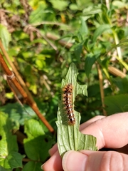 Lymantriinae