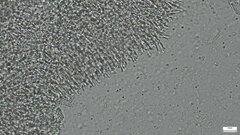 Basidiomycota