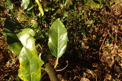 Hedycarya angustifolia