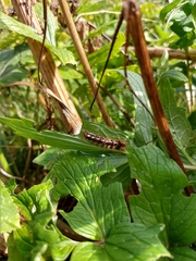 Lymantriinae