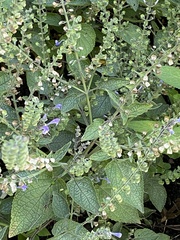 Scutellaria ovata