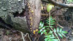 Dacrymycetaceae