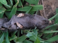 Blarina carolinensis