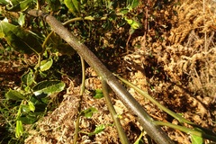 Hedycarya angustifolia