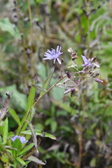 Lactuca sibirica