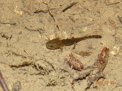 Salamandra salamandra